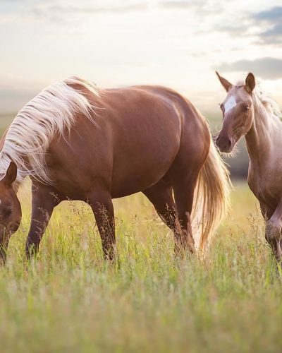 horses-background-02
